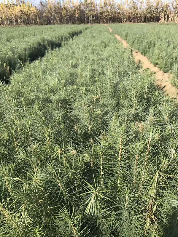落葉松基地實景 落葉松基地實景