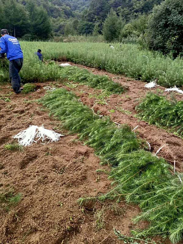 落葉松小苗實拍 落葉松小苗實拍