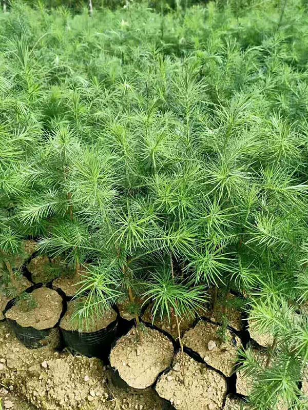 落葉松杯苗 落葉松杯苗