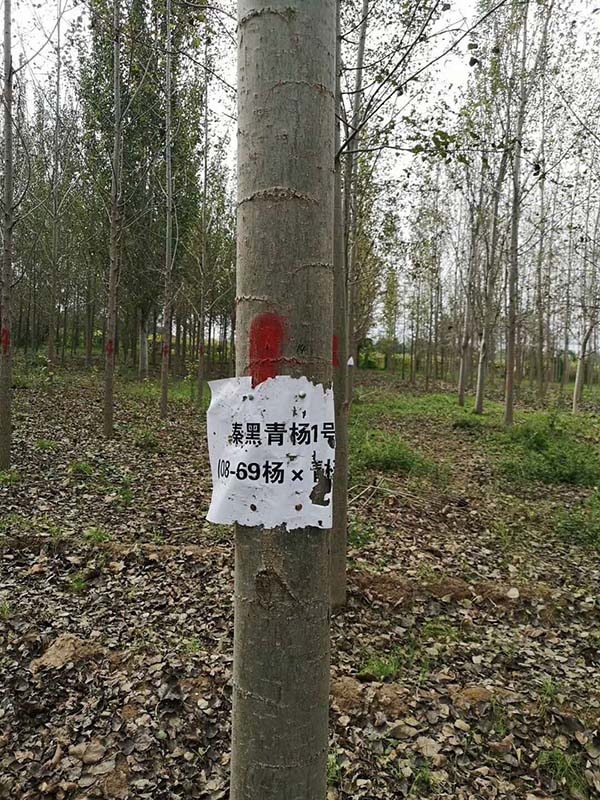 楊樹圖片實拍 楊樹圖片實拍