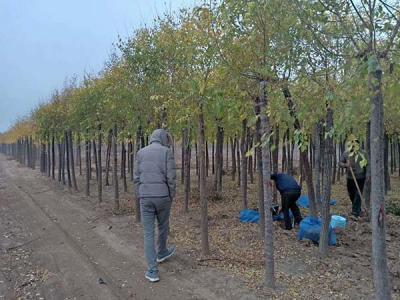 4公分高接矮接金葉榆價格是多少？