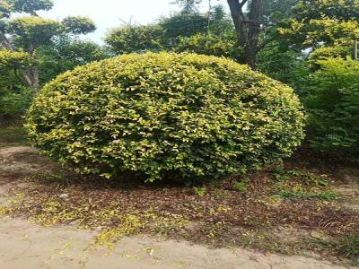 金葉榆產地是哪里？