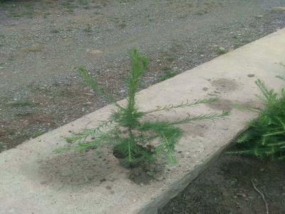 落葉松怎么進(jìn)行苗床播種的，看完就懂了！