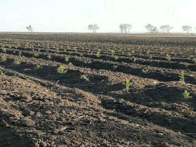 落葉松的苗床該怎樣管理，注意這些，輕松管理好！
