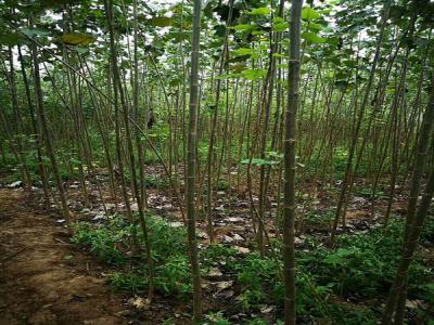 楊樹的特點(diǎn)有哪些？看完就懂了！