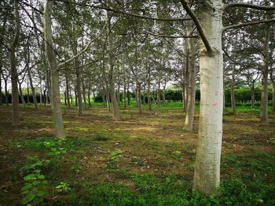 楊樹繁殖方式有哪些？咱們種樹的必須知道的楊樹繁殖方式哦！