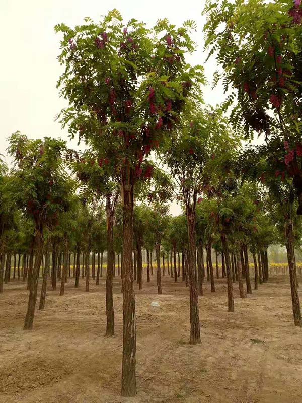 紅花刺槐的花 紅花刺槐的花