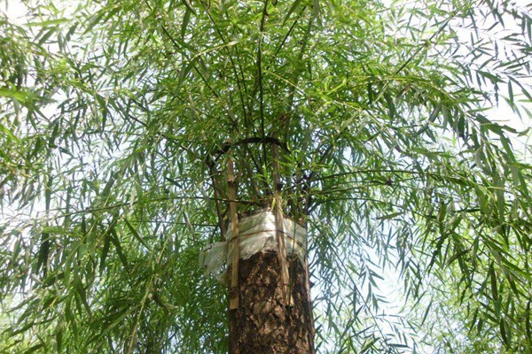 嫁接垂柳相對(duì)于原生垂柳有哪些優(yōu)勢(shì)？