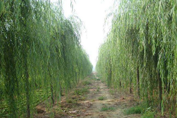 嫁接垂柳相對(duì)于原生垂柳有哪些優(yōu)勢(shì)？