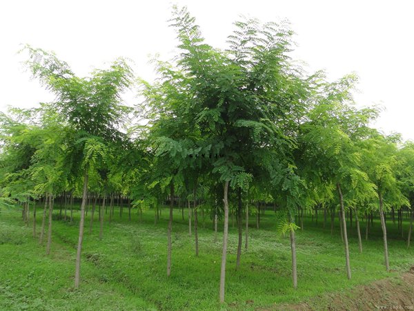 1570791421560568.jpg 國(guó)槐價(jià)格表最新報(bào)價(jià)