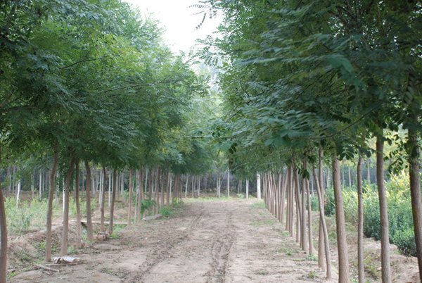 1570791448492775.jpg 國(guó)槐價(jià)格表最新報(bào)價(jià)