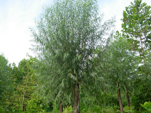 國(guó)內(nèi)10公分饅頭柳最新價(jià)格