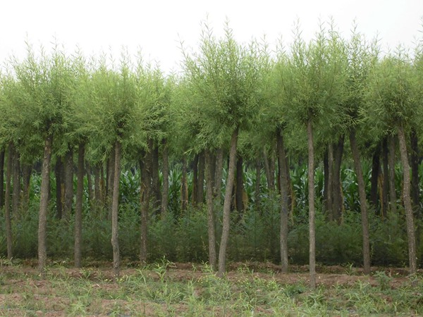 國(guó)內(nèi)10公分饅頭柳最新價(jià)格