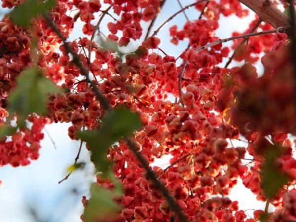 絲棉木最新價(jià)格表，多少錢(qián)一棵