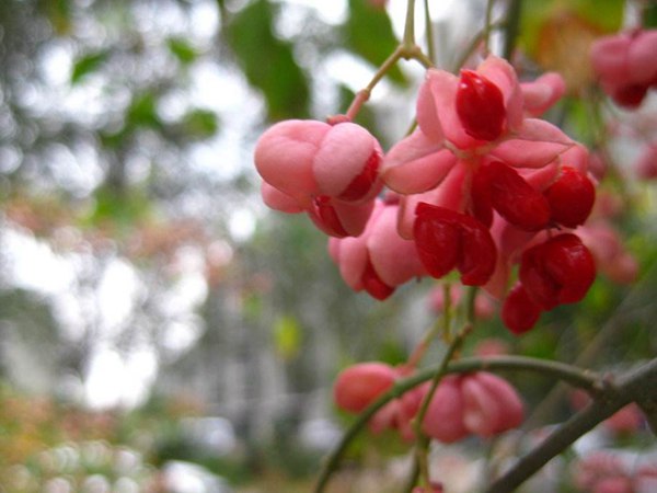 絲棉木最新價(jià)格表，多少錢(qián)一棵