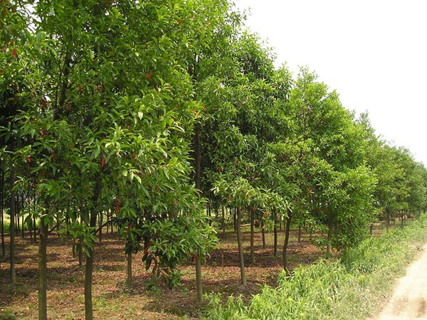 絲棉木最新價(jià)格表，多少錢(qián)一棵