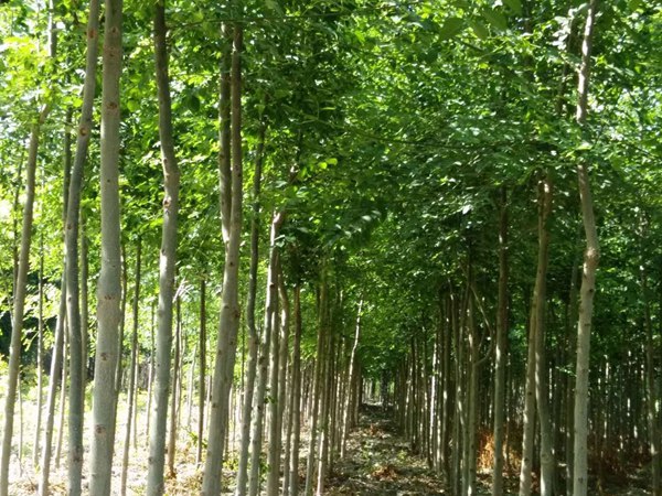 1570792034912426.jpg 白蠟樹(shù)苗價(jià)格以及特點(diǎn)是什么