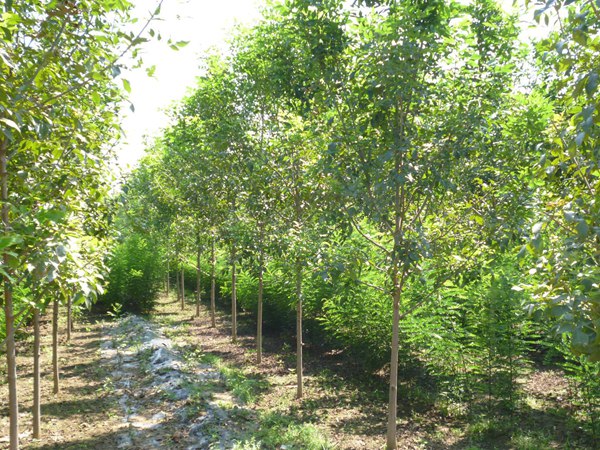 1570792051736545.jpg 白蠟樹(shù)苗價(jià)格以及特點(diǎn)是什么