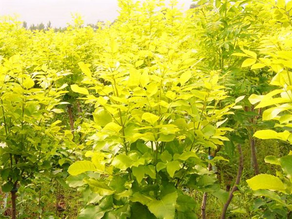 1570793138994228.jpg 10公分金葉白蠟價(jià)格是多少