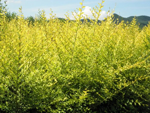 1570793146247065.jpg 10公分金葉白蠟價(jià)格是多少