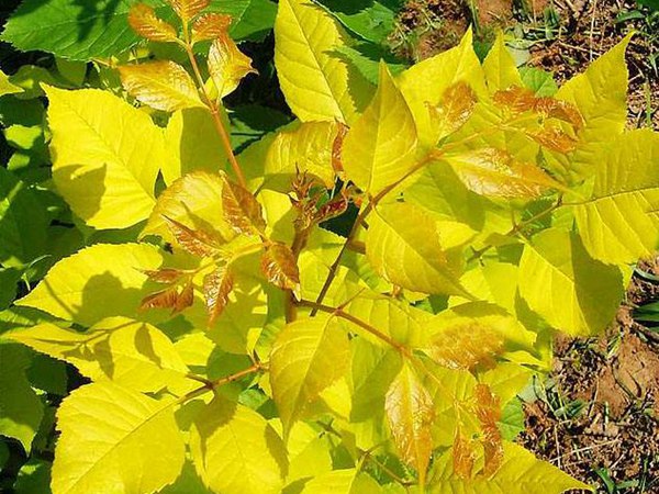 1570793155713217.jpg 10公分金葉白蠟價(jià)格是多少