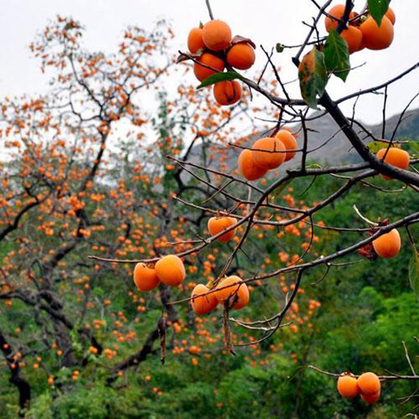 最新柿子樹低價(jià)批發(fā)，全國統(tǒng)一發(fā)貨