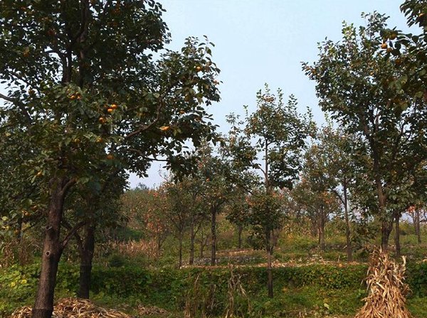 最新柿子樹低價(jià)批發(fā)，全國統(tǒng)一發(fā)貨