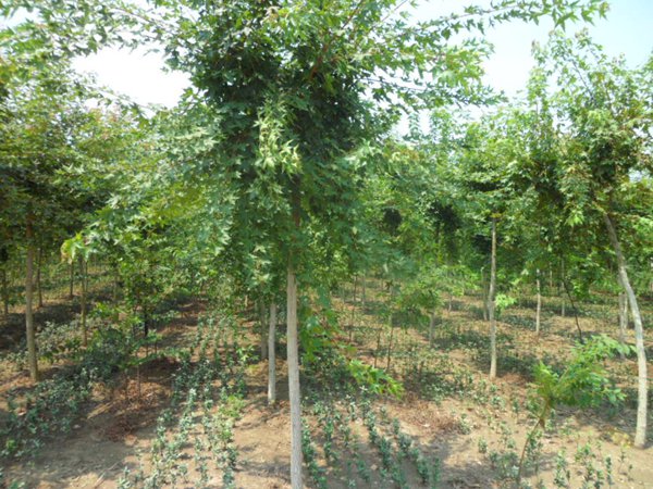 五角楓樹苗哪家好，優(yōu)勢有哪些