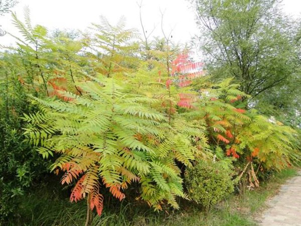 1571020028862438.jpg 國(guó)內(nèi)10公分臭椿樹價(jià)格