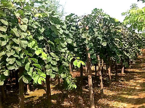 1571020157795093.jpg 基地直供:大葉垂榆多少錢一棵