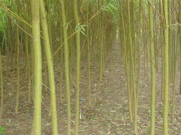 1571020421929620.jpg 黃皮柳苗木基地大量優(yōu)惠出售