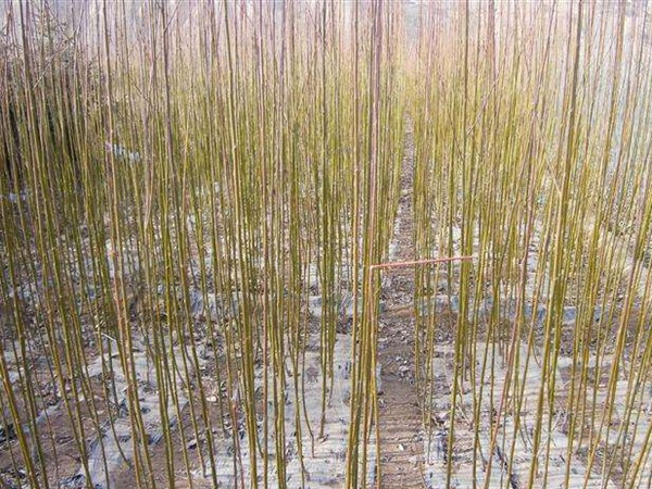 1571020438675855.jpg 黃皮柳苗木基地大量優(yōu)惠出售