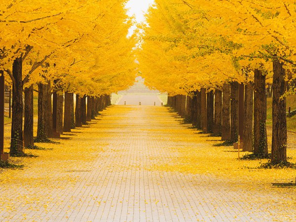 1571020822408223.jpg 2019國內苗木市場銀杏樹多少錢一棵