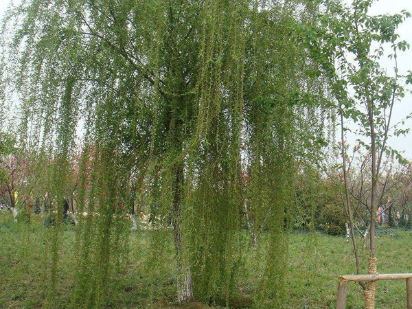 垂柳樹苗2公分報價，多少錢一顆