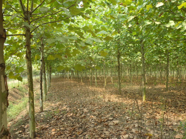 1571021107438889.jpg 法桐樹苗價(jià)格批發(fā)市場(chǎng)價(jià)格一覽表