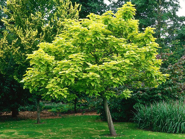 基地常年供應(yīng)優(yōu)質(zhì)梓樹(shù)，品質(zhì)有保證