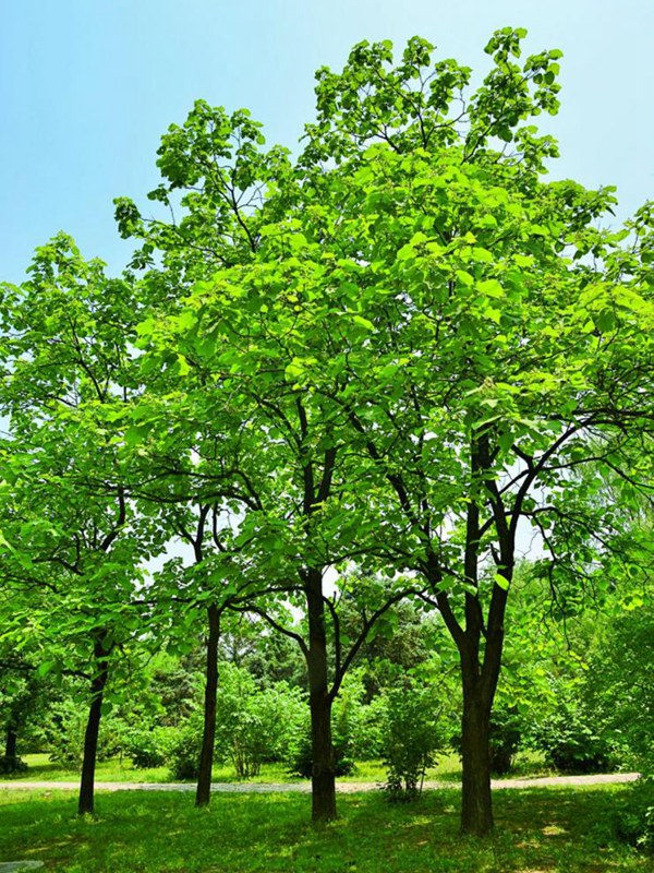 基地常年供應(yīng)優(yōu)質(zhì)梓樹(shù)，品質(zhì)有保證