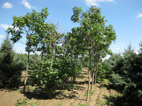 基地常年供應(yīng)優(yōu)質(zhì)梓樹(shù)，品質(zhì)有保證