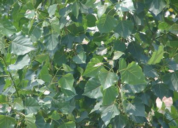 優(yōu)質毛白楊苗木市場批發(fā)價格表