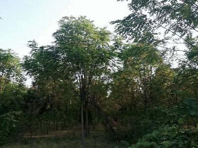 香花槐（紅花刺槐）的花語是什么？