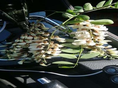 刺槐長得什么樣？什么叫刺槐？