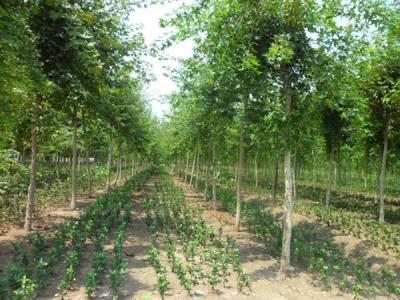 五角楓樹苗哪家好，優(yōu)勢有哪些