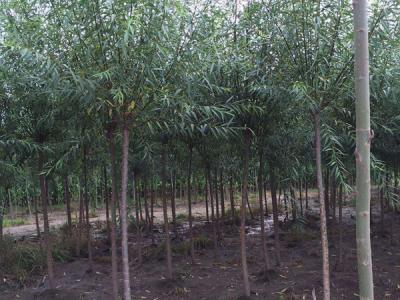 垂柳樹苗2公分報價,多少錢一顆