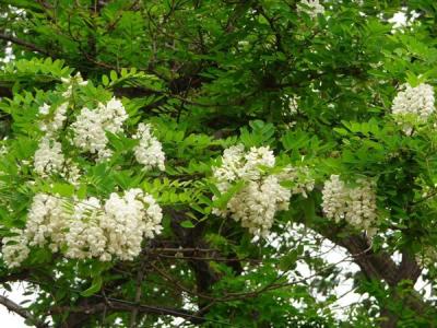 刺槐花語(yǔ)是什么？寓意是什么？