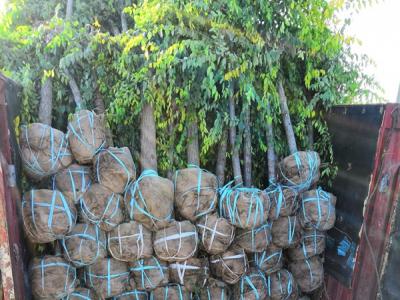 金葉榆到底是灌木還是喬木？