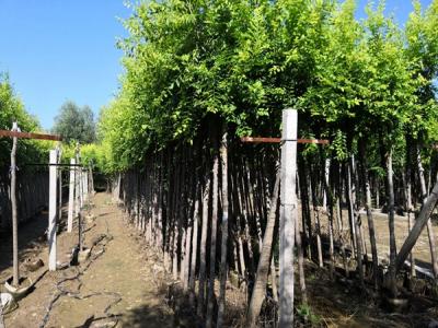 金葉榆和榆樹二者有什么區(qū)別？