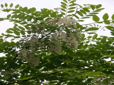 刺槐花可以吃嗎，應(yīng)該怎么吃？