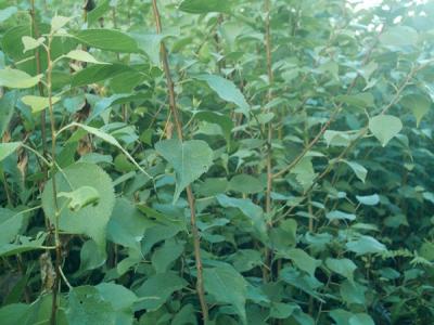 杏樹和山杏樹二者有什么區(qū)別？