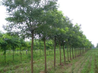 十公分國(guó)槐幼苗的價(jià)格是多少？