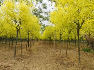 夏季移栽金葉國槐需要注意哪些事項？